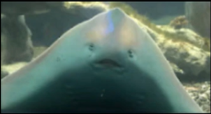 stingray
